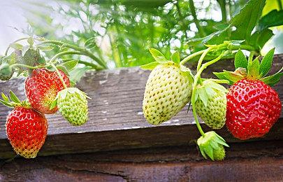 CDPR表示希望更频繁地推出大型游戏